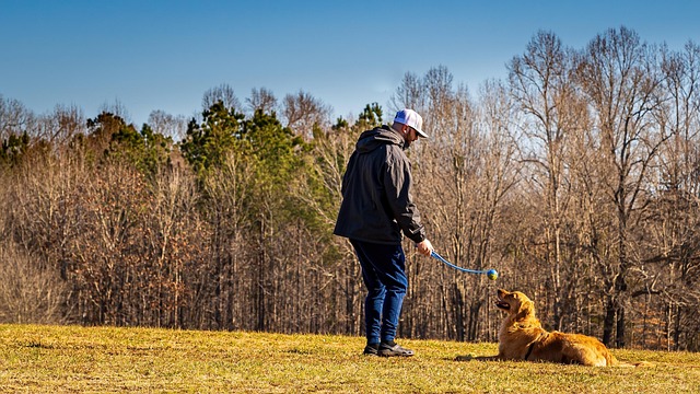 A happy golden retriever playing fetch