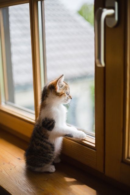 A cat observing from a window perch
