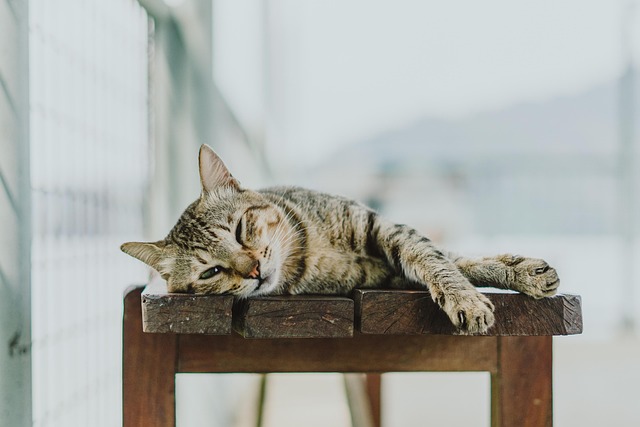 A pair of cats lounging in sunlight