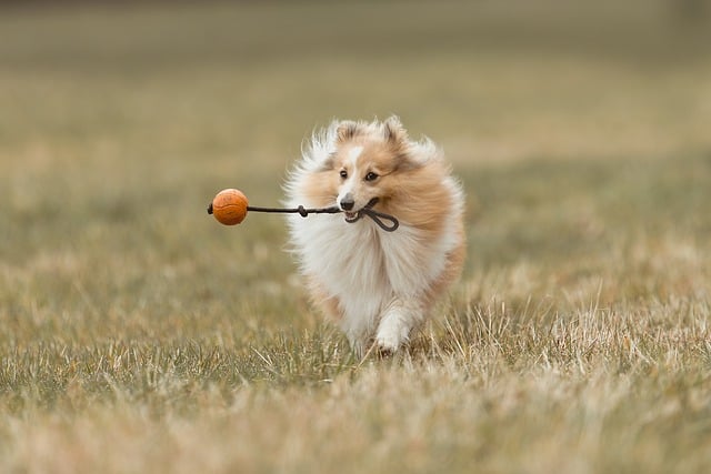 A group of dogs playing in a field