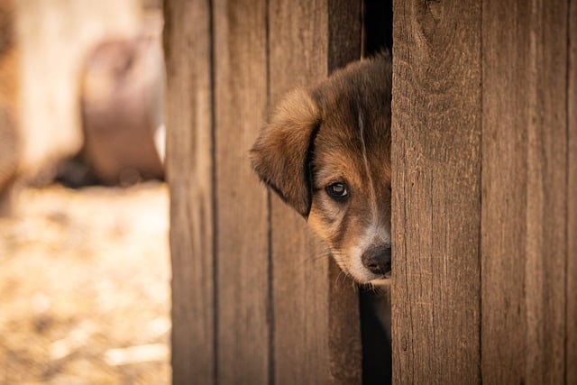 Before image of a shy dog