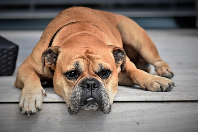 After image of a calm dog relaxing at home
