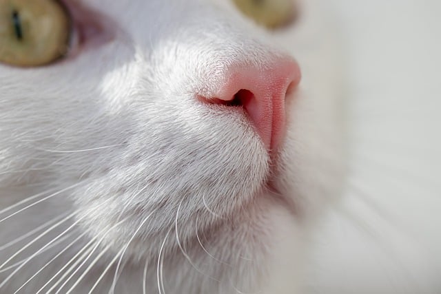 Before image of a cat with a dull coat and low energy