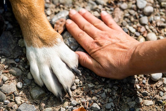 Before image of a dog with chronic skin issues