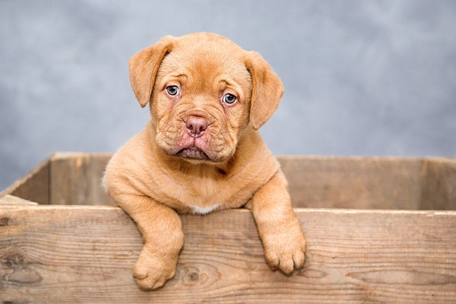 After image of a confident, playful dog