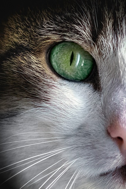 Before image of a cat with dull fur