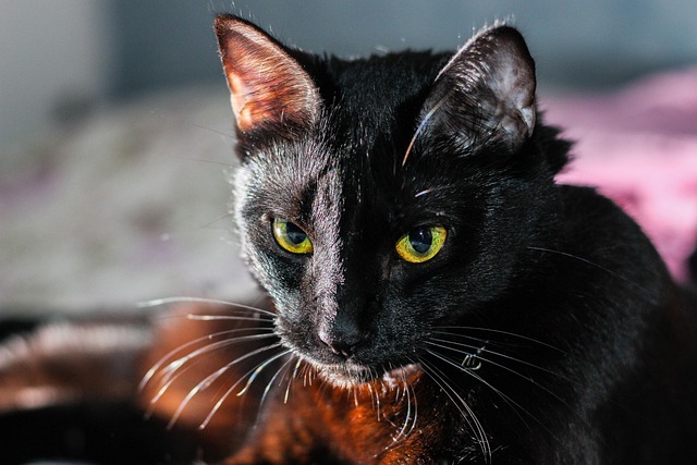 After image of a cat with shiny fur