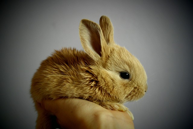 After image of a healthy, active rabbit
